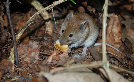 Plaga myszy w Australii. "Nocami ziemia się rusza"