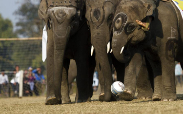 W Nepalu słonie grają w piłkę
