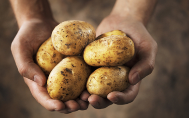 Naukowcy pracują nad ziemniakiem odpornym na zmiany klimatu