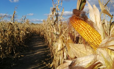 Mężczyzna podkładał metalowe pułapki na polu kukurydzy. Straty sięgają 90 tys. zł