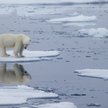 Zmiany klimatu. Niedźwiedzie polarne wyginą do 2100 roku