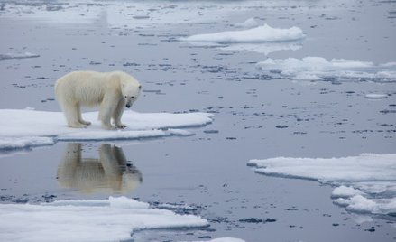 Zmiany klimatu. Niedźwiedzie polarne wyginą do 2100 roku