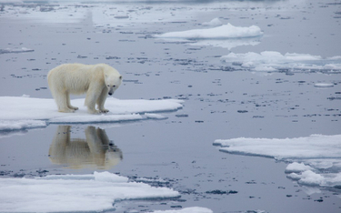Zmiany klimatu. Niedźwiedzie polarne wyginą do 2100 roku