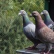 Gołębie są towarem, którego sprzedaż podlega VAT