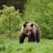 Szacuje się, że w Polsce może przebywać od 300 do 400 niedźwiedzi, głównie w Bieszczadach i okoliczn