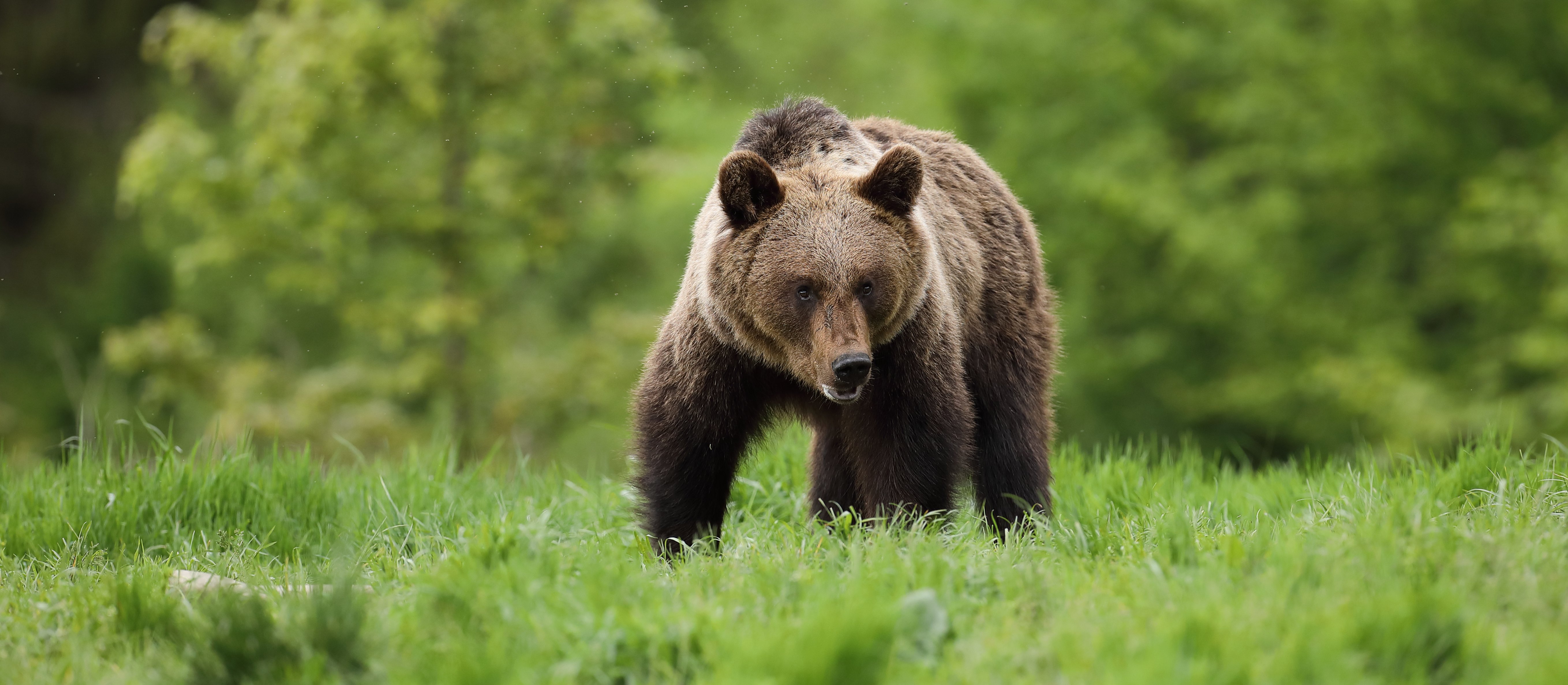 Nowy plan dla Bieszczad. Niedźwiedzie dostaną obroże i będą monitorowane