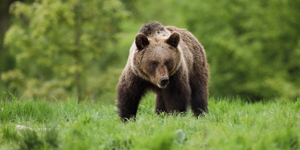 Program za 19 mln zł: niedźwiedzie w Bieszczadach dostaną obroże telemetryczne