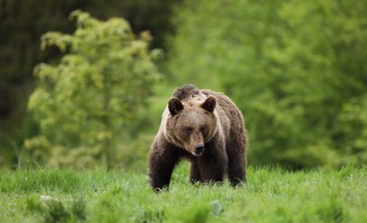 Szacuje się, że w Polsce może przebywać od 300 do 400 niedźwiedzi, głównie w Bieszczadach i okoliczn