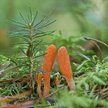Cordyceps militaris, z tego grzyba naukowcy stworzyli unikalny materiał