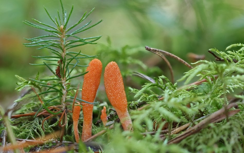 Cordyceps militaris, z tego grzyba naukowcy stworzyli unikalny materiał