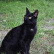 Dingo kontra koty. Na australijskiej pustyni trwa walka drapieżników