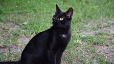 Dingo kontra koty. Na australijskiej pustyni trwa walka drapieżników