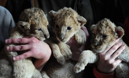 Cenny przychówek węgierskiego zoo
