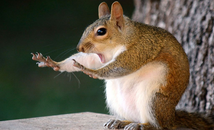 Najśmieszniejsze zdjęcia zwierząt. Comedy Wildlife Photography Awards