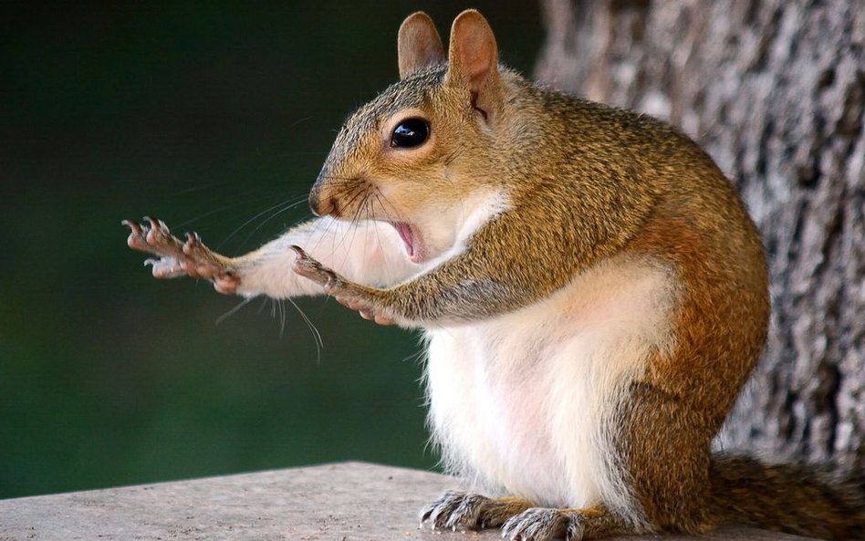 Najśmieszniejsze zdjęcia zwierząt. Comedy Wildlife Photography Awards