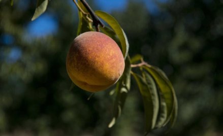 Greckie owoce nie wjadą
