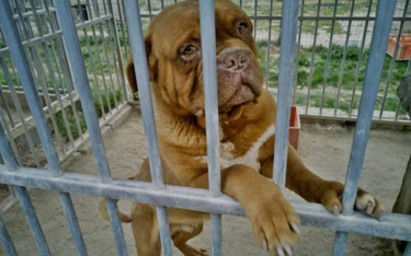 Jeden ze 139 uratowanych psów z pseudohodowli pod Kartuzami.