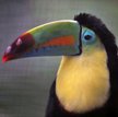 Tukan tęczodzioby (Ramphastos sulfuratus) z zoo im. Bolivara