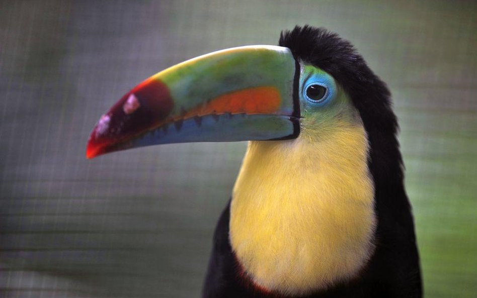 Tukan tęczodzioby (Ramphastos sulfuratus) z zoo im. Bolivara