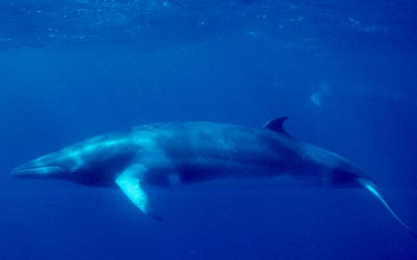 Islandczycy będą nadal polować na wieloryby
