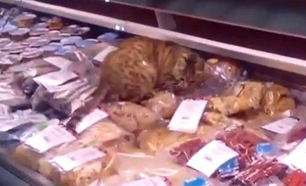 Kot, który nie zrobił rewolucji