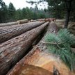 Lasy Państwowe: to był atak na aukcje drewna