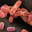 55 tys. pokoleń bakterii Escherichia coli obserwowali badacze w laboratorium w Grenoble
