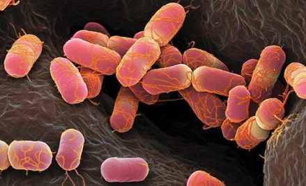 55 tys. pokoleń bakterii Escherichia coli obserwowali badacze w laboratorium w Grenoble