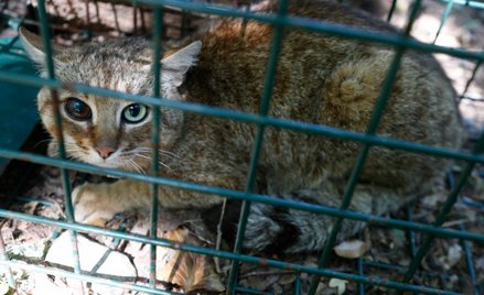 Naukowcy odkryli "koto-lisa". To może być nowy gatunek
