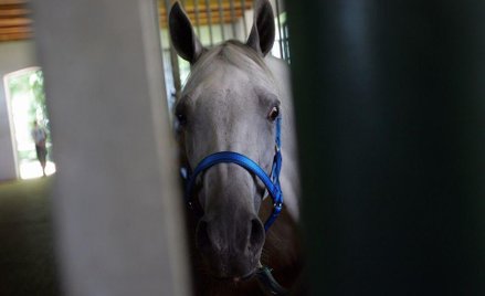 Były dyrektor z ANR oskarżony ws. Janowa Podlaskiego
