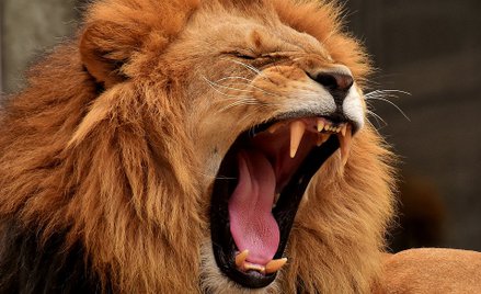 Poprosił klienta o pieniądze. Został zaatakowany przez lwa