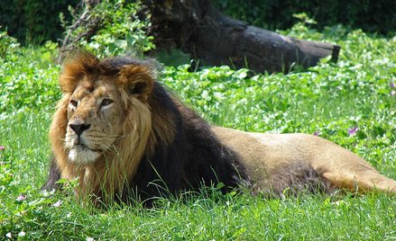 Indie: Lew zagryzł mężczyznę, który wtargnął do zoo