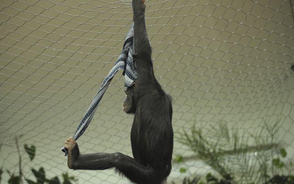 Jeden z szympansów w warszawskim zoo