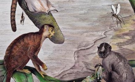Kilka gatunków przodków małp człekokształnych i człowieka pojawiło się w Afryce 39 mln lat temu