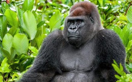 Spośród czterech podgatunków goryla dwa mają status zagrożonych krytycznie