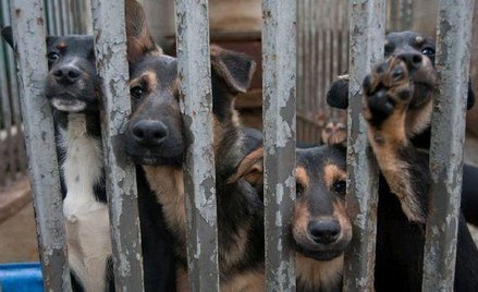 Najczęściej krzywdzone są psy. Na zdjęciu schronisko dla bezdomnych zwierząt w Żyrardowie