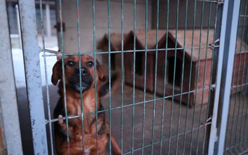 Władze województwa zapowiadają liczne kontrole w schroniskach dla zwierząt po likwidacji placówki w 
