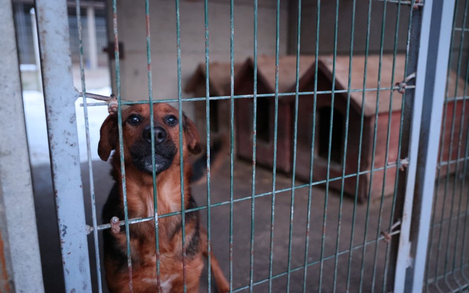 Władze województwa zapowiadają liczne kontrole w schroniskach dla zwierząt po likwidacji placówki w 