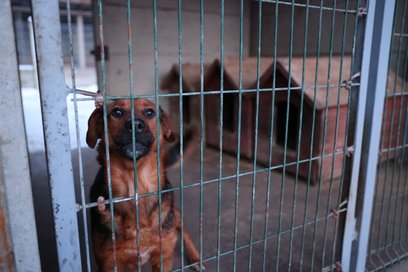 Władze województwa zapowiadają liczne kontrole w schroniskach dla zwierząt po likwidacji placówki w 