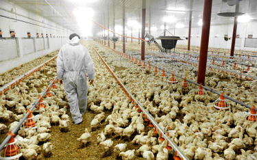 Rolnictwo: unijny zakaz faszerowania antybiotykami zdrowych zwierząt - od 2022 r.