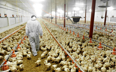 Rolnictwo: unijny zakaz faszerowania antybiotykami zdrowych zwierząt - od 2022 r.