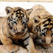 Kocięta tygrysa suberyjskiego