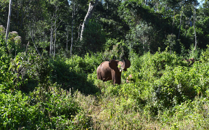 Afrykańskie słonie leśne walczą ze zmianami klimatu. A jest ich coraz mniej