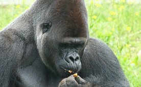 Na gości czekać będą opowieści o mieszkańcach stołecznego ogrodu zoologicznego i kulisach pracy opie