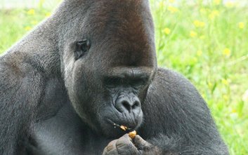 Żołędzie i orzechy posłużą jako urozmaicenie diety wielu gatunków, w tym małp