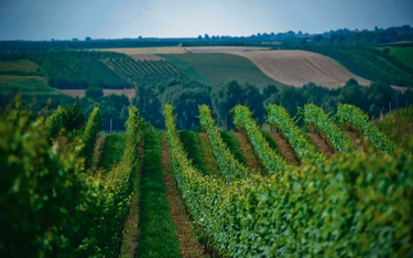 Winnica Płochockich to jedna z najstarszych winnic w Polsce – działa od 11 lat.