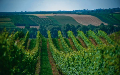 Winnica Płochockich to jedna z najstarszych winnic w Polsce – działa od 11 lat.