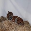 Jeden z uratowanych tygrysów. Poznańskie zoo prowadzi zbiórkę pieniędzy na uratowane zwierzęta.
