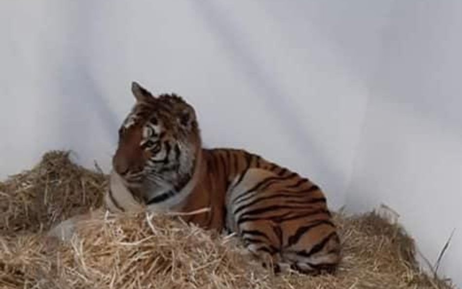 Jeden z uratowanych tygrysów. Poznańskie zoo prowadzi zbiórkę pieniędzy na uratowane zwierzęta.