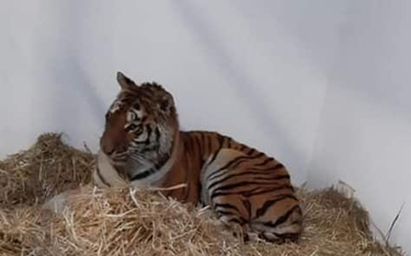 Jeden z uratowanych tygrysów. Poznańskie zoo prowadzi zbiórkę pieniędzy na uratowane zwierzęta.